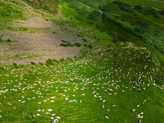Large flock of sheep on green grass - aerial top view