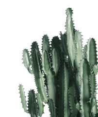 Beautiful cactus on white background. Color toned