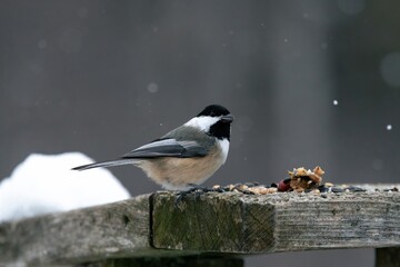 Chickadee pearched on post 