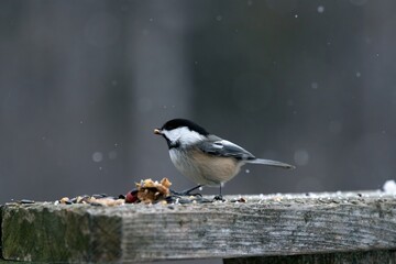 Chickadee pearched on poost 