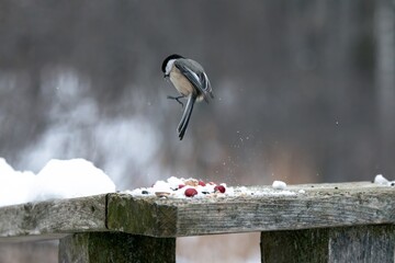 Chicakadee spreading its wings and taking off  © David