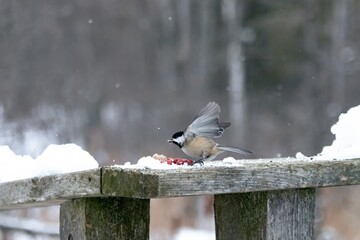 Fototapeta premium Chicakadee spreading its wings and taking off 
