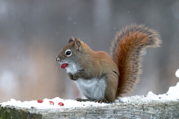 Squirel pearched on post 