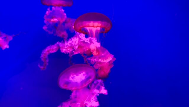 a group of fluorescent jellyfish swimming in an aquarium pool. transparent underwater shots of jellyfish with glowing jellyfish moving in the water. sea life wallpaper background.