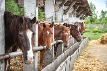 A group of horses waiting to be fed at a farm. Draft horses waiting for hay in the paddock