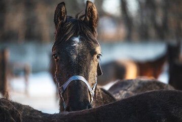 A young horse in a halter peeking out from behind another foal and looks at the camera. Foals stand...