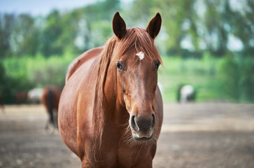 Portrait of a chestnut horse resting in the paddock on a sunny day. A red mare with a white star...
