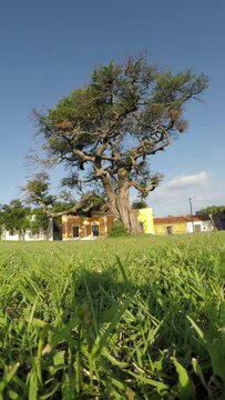 400 years old carob tree located in the main square of Ischilin, a small town located in the province of Cordoba, Argentina.