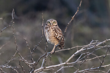 burrowing owl (Athene cunicularia), also called the shoco. Perched in tree, looking at camera. On the island of Aruba.

