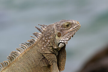 Closeup of Green Iguana (Iguana iguana) on the island of Aruba. Looking to the left, ocean in background. 
