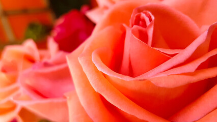 Beautiful red rose in the sunlight