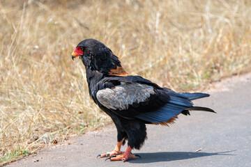Bateleur eagle [terathopius ecaudatus] in Kruger National Park South Africa RSA