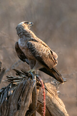 Snake eagle [circaetus gallicus] looking back with snake in Krueger National Park South Africa RSA