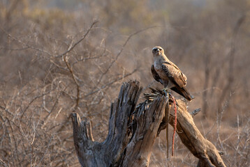 Screeching Snake Eagle with dead snake in Krueger National Park in South Africa RSA
