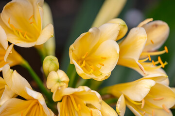 Photograph of a blossoming Yellow Clivia Kaffir Lily flower growing in a domestic garden in regional Australia