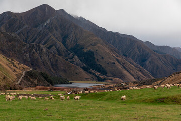 Fototapeta na wymiar Photograph of a mob of sheep grazing in a lush green pasture in a large valley near Lake Moke near Queenstown on the South Island of New Zealand
