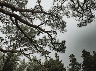 Obraz premium Cloudy forest in the countryside closeup photography