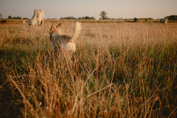 Portrait of cute little dog looking around in the grass field with sunset light.