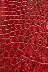 Real rea crocodile leather background.