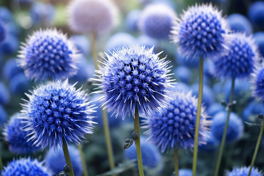 Blue flowers Echinops on a nature background