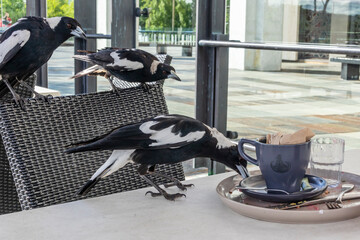 Photograph of Australian Magpies foraging for food on an outdoor cafe table after the diner had...