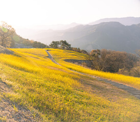 菜の花,翠波高原