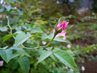 Obraz na płótnie Canvas Pink rose bud in garden 
