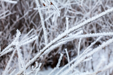 Frost on Bush Branches in Winter Close Up Background