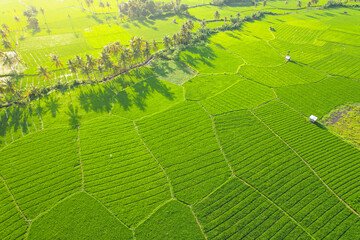 Rice field aerial Shot at east of Indonesia. Rice field at Sumbawa village, Aerial agriculture in rice fields