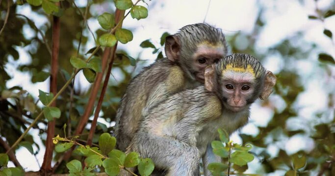 Vervet Monkey, Cercopithecus pygerythrus, babies play in the trees, slow motion