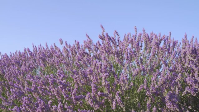 Beautiful lavender field, bees flying around  