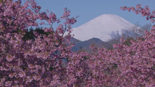 日本の春富士と桜