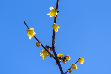 新春に満開の蝋梅（東京・神代植物公園）2