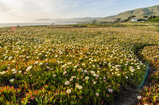 Iceplant, Flower, Superbloom, Bodega Bay, Sonoma County, California