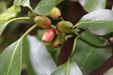 Fruits that are turning from green to red