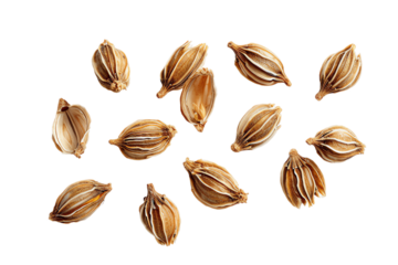 seeds