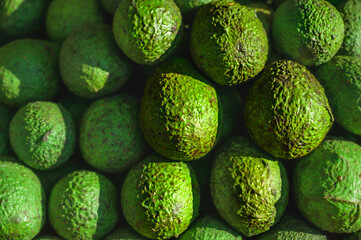 Fresh avocados on the market stall at Chiang Mai Province, Thailand. - obrazy, fototapety, plakaty