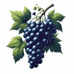 Bunch of black grapes with leaves vector illustration