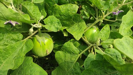 Eggplant plantation field. Agroindustry. Farming landscape. Growing vegetables. Agronomy. Agriculture and agribusiness. Agricultural subsidies. Growing and producing food on the farm. Olericulture