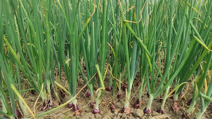 Beautiful onion plants on the farm.Green onions plant growing in the field.	