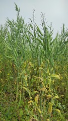 Ripping mustard crop field, mustard plant pods close up image	