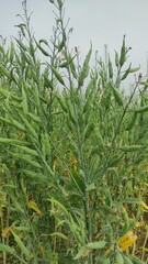Ripping mustard crop field, rapeseed plant pods close up image Green mustard pods growing at...