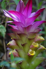 Tumeric flower (Curcuma longa) with a natural background.