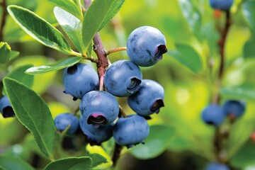 blueberries on a branch