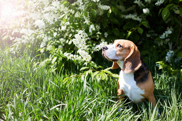 A beagle dog is sitting in the green grass by a flowering bird cherry bush. A spring postcard with...