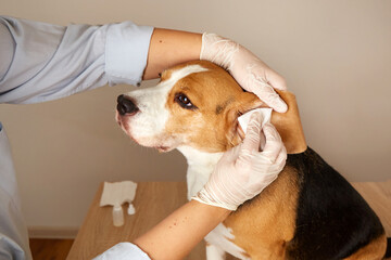 The veterinarian cleans the beagle dog's ears with a napkin. Pet care. 
