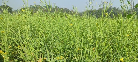 Ripping mustard crop field, rapeseed plant pods close up image Green mustard pods growing at...