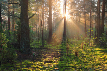 sun rays in the forest