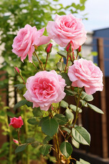 pink roses in full bloom on a garden shrub a rosebud