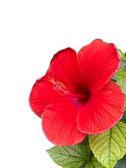 hibiscus flower isolated on white